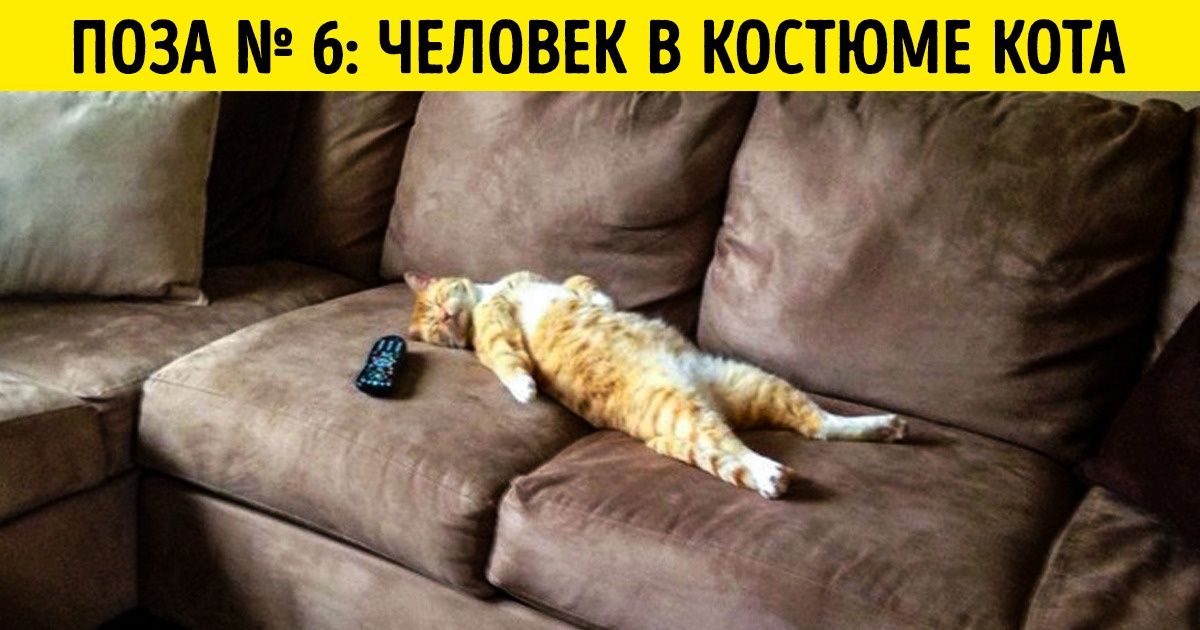 18 кошачьих поз для сна, мимо которых их хозяева не смогли пройти без снимка на память