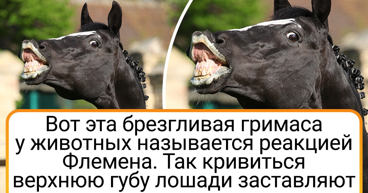 14 фактов о животных, которые вы прочитаете голосом Николая Николаевича Дроздова