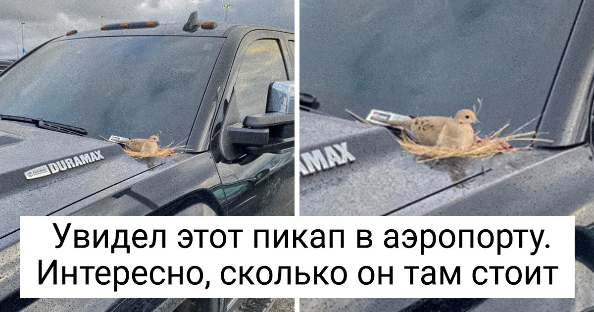 16 уникальных моментов, которые удалось запечатлеть пользователям сети