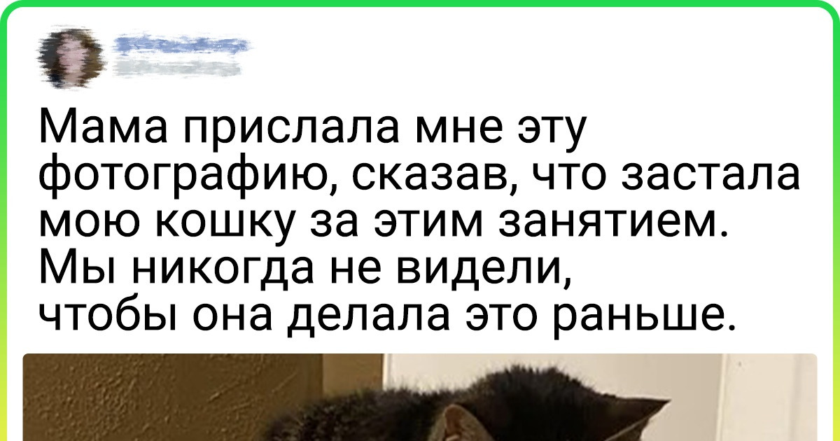 18 домашних любимцев, чей характер так же непредсказуем, как поведение Джокера 18 домашних любимцев, чей характер так же непредсказуем, как поведение Джокера