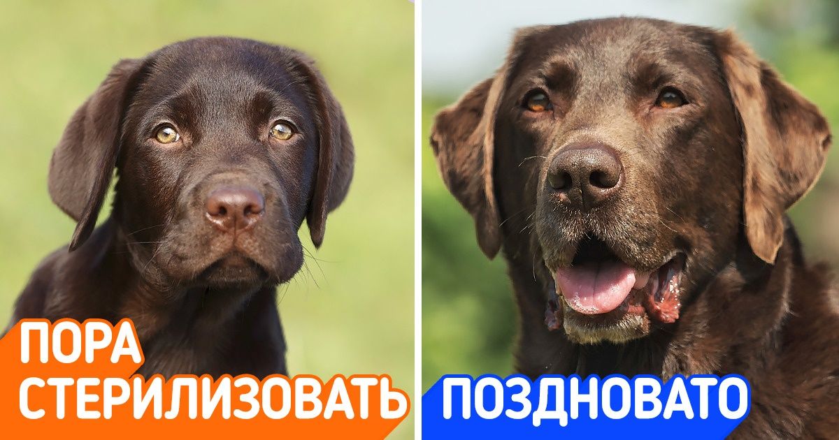 10+ распространенных мифов о собаках, в которые продолжают верить даже заядлые собачники 10+ распространенных мифов о собаках, в которые продолжают верить даже заядлые собачники