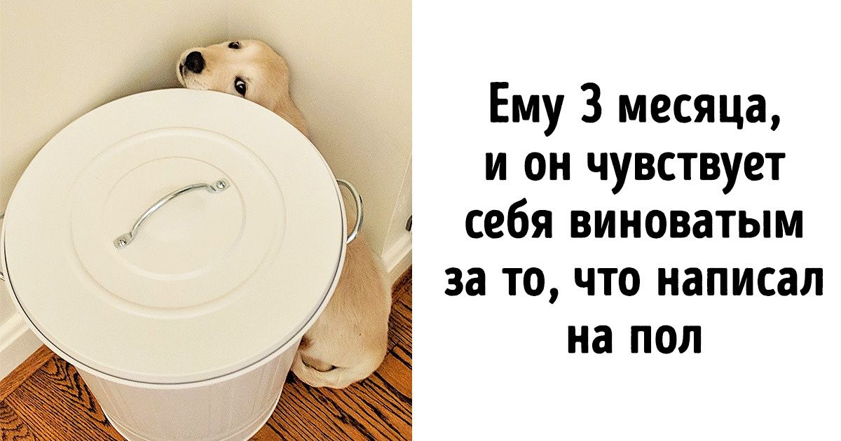 18 идеальных фотографий собак, которые любого котолюба собьют с пути истинного