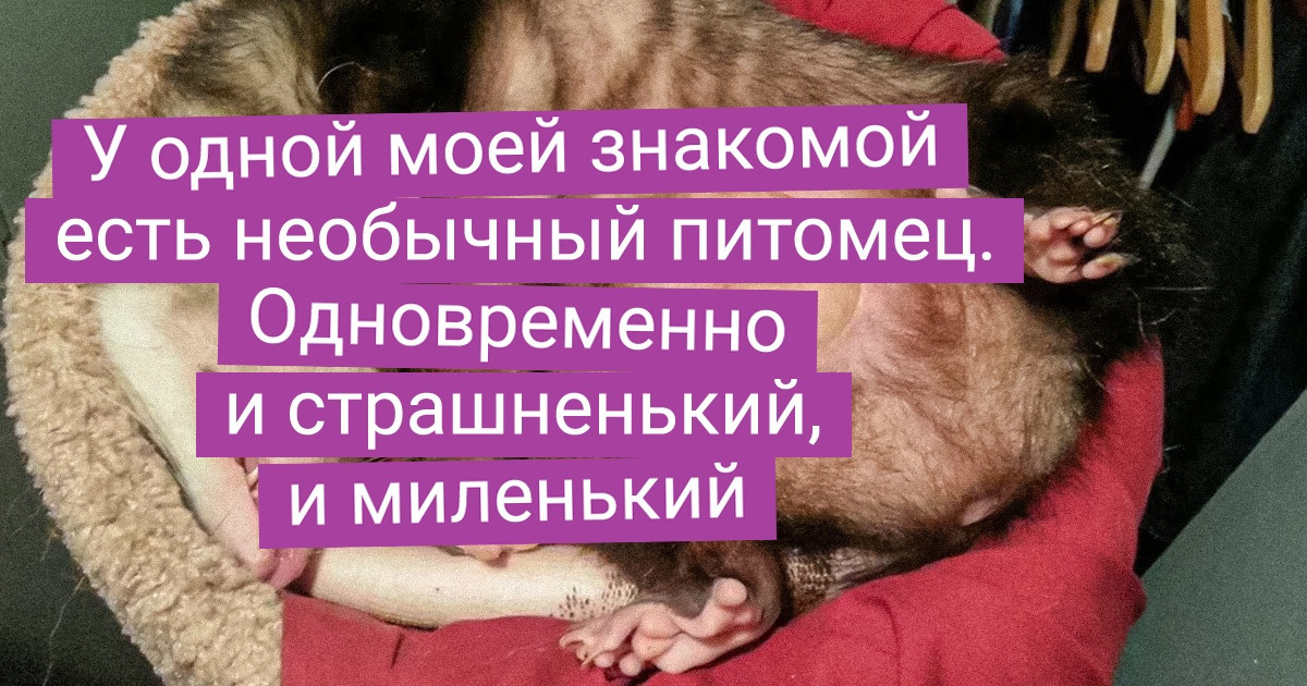 20+ чудаков, которые решили завести себе питомца пооригинальнее, чем кошка или собачка 20+ чудаков, которые решили завести себе питомца пооригинальнее, чем кошка или собачка