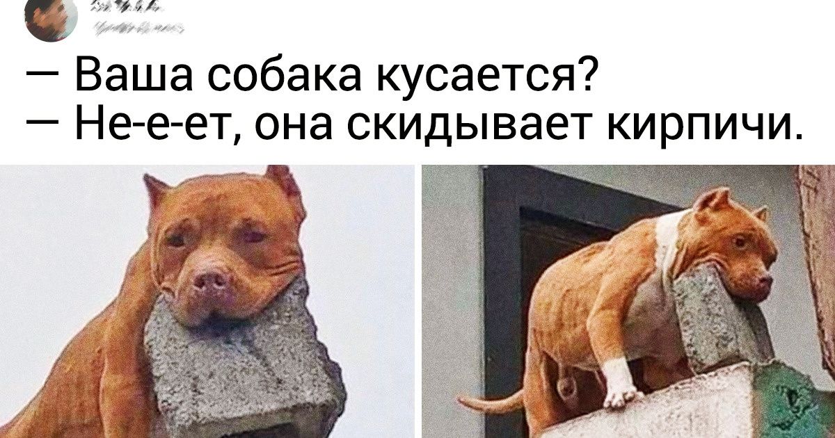 15+ пушистых морд, которые не собираются быть паиньками 15+ пушистых морд, которые не собираются быть паиньками