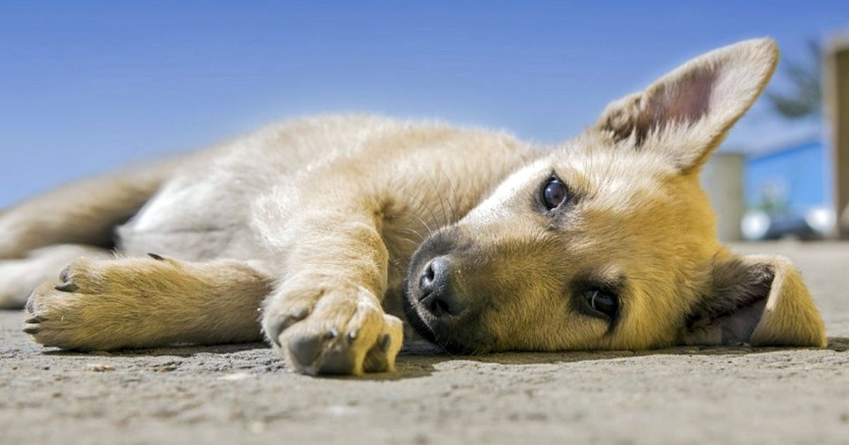 Нидерланды стали первой страной без уличных собак, и вот как они этого добились Нидерланды стали первой страной без уличных собак, и вот как они этого добились