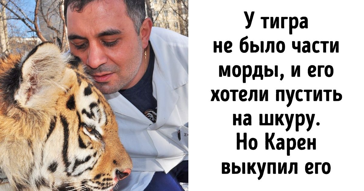 История челябинского ветеринара, который спас покалеченного тигра (А начинал он с собак и кошек) История челябинского ветеринара, который спас покалеченного тигра (А начинал он с собак и кошек)