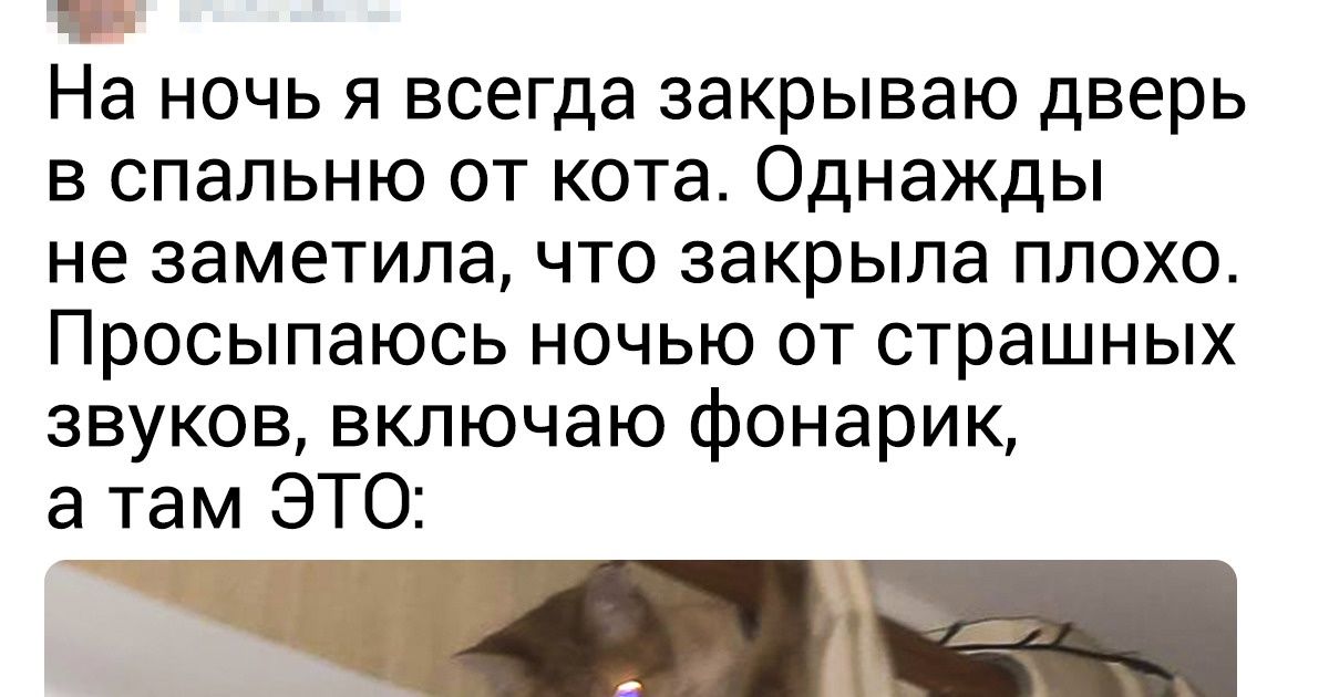 16 ситуаций, которые поймут все владельцы животных