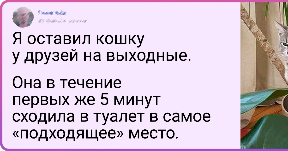 17 пушистиков, которым так и хочется сказать: «Ах ты ж наглая морда!» 17 пушистиков, которым так и хочется сказать: «Ах ты ж наглая морда!»