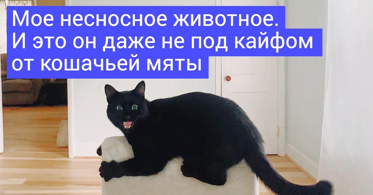 20+ пушистых негодников, которые испытывают терпение своих хозяев на прочность 20+ пушистых негодников, которые испытывают терпение своих хозяев на прочность