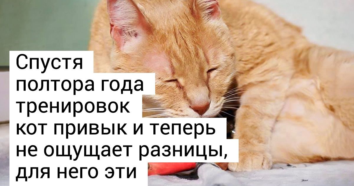 Познакомьтесь с котом, который потратил парочку из своих 9 жизней, но не растерял оптимизма Познакомьтесь с котом, который потратил парочку из своих 9 жизней, но не растерял оптимизма