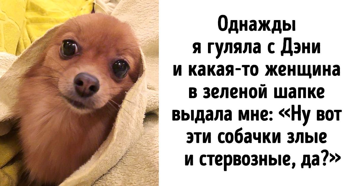 Девушка всю жизнь мечтала о большой собаке, но взяла шпица и не пожалела ни одной секунды Девушка всю жизнь мечтала о большой собаке, но взяла шпица и не пожалела ни одной секунды