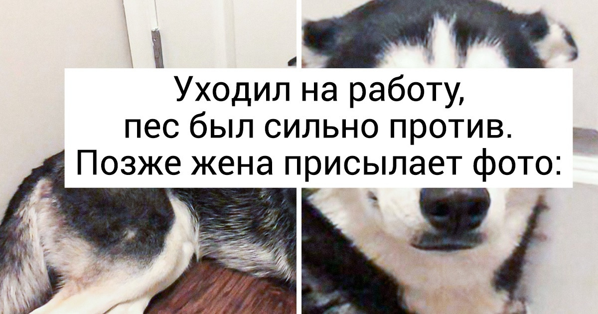 20+ снимков хаски, которые научились умилять на поражение 20+ снимков хаски, которые научились умилять на поражение