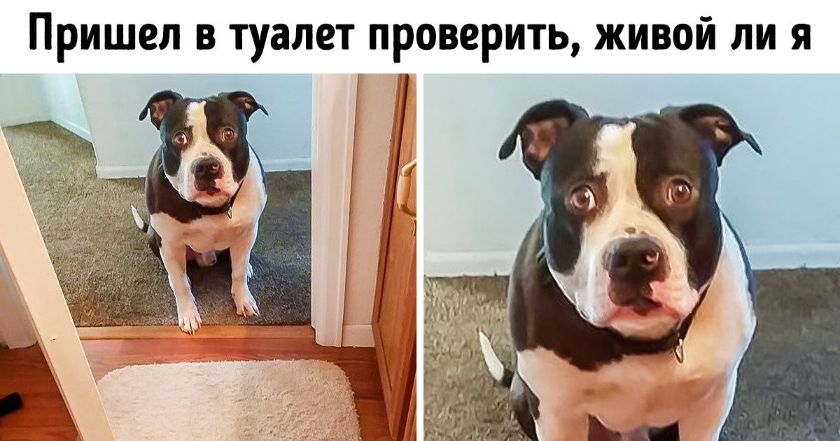 20+ вещей, которые происходят с владельцами собак каждый божий день