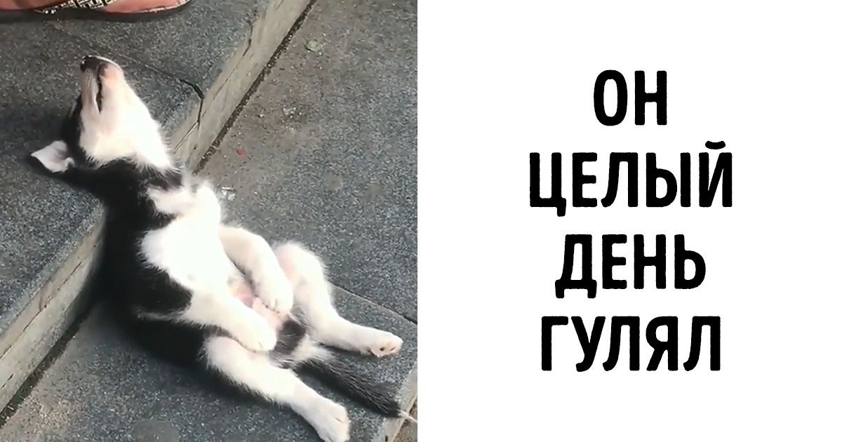 15 питомцев, которые больше ни секунды не могли бодрствовать