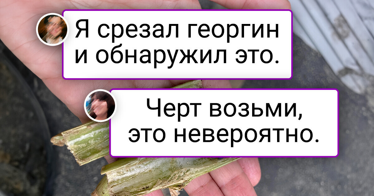 Пышка в трусиках насаживается влагалищем на фаллоимитатор, стоящий на столе