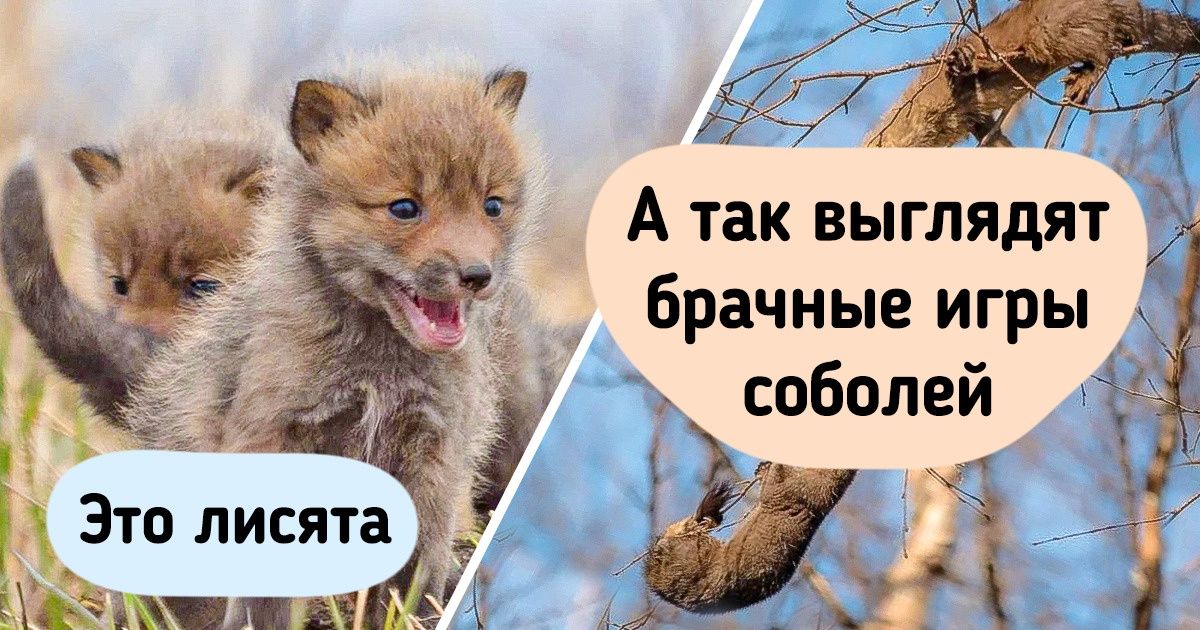 20+ фото из заповедника, которые покажут зверей, какими их видели лишь единицы 20+ фото из заповедника, которые покажут зверей, какими их видели лишь единицы
