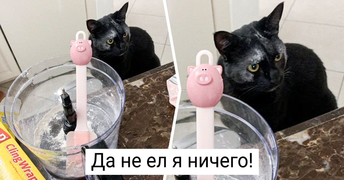 20+ доказательств того, что животные предприимчивее и смекалистее некоторых людей