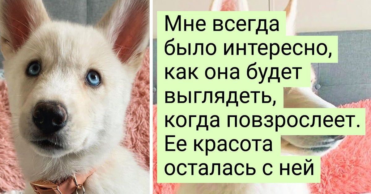 20+ фото выросших питомцев, которые с возрастом стали еще более очаровательными