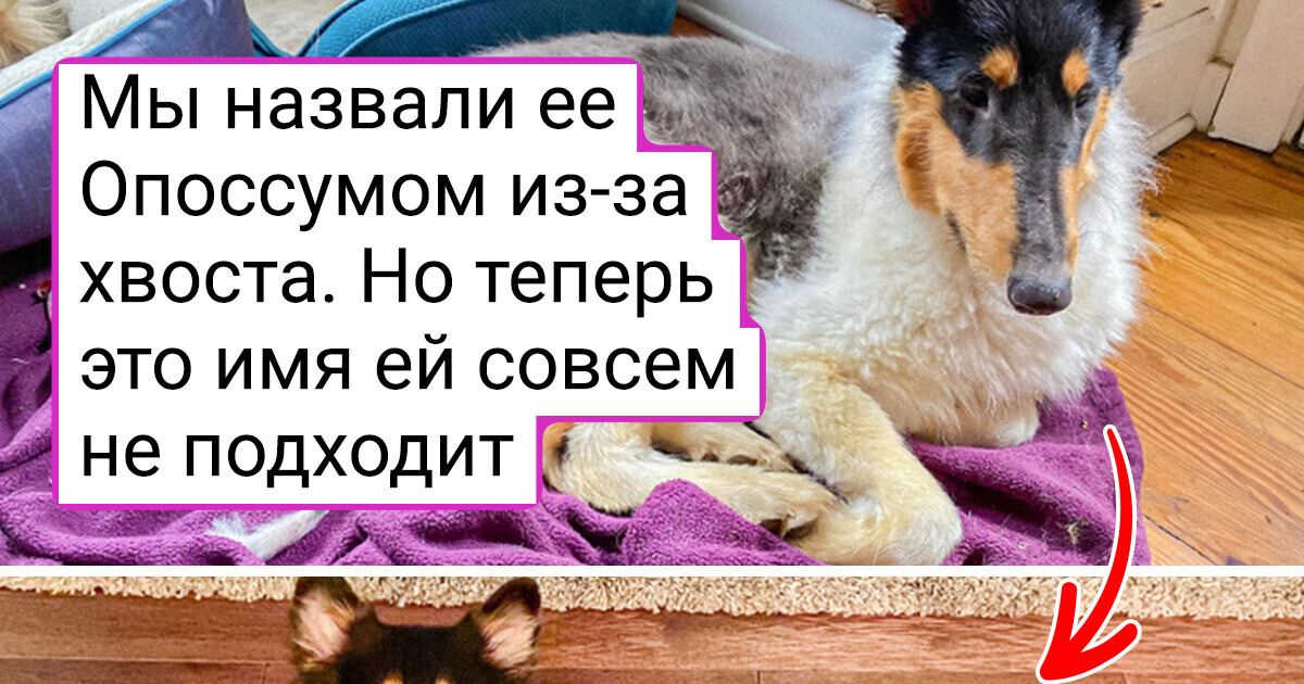 20+ человек, в жизни которых как-то раз появились бездомные пушистики и теперь не собираются никуда уходить 20+ человек, в жизни которых как-то раз появились бездомные пушистики и теперь не собираются никуда уходить