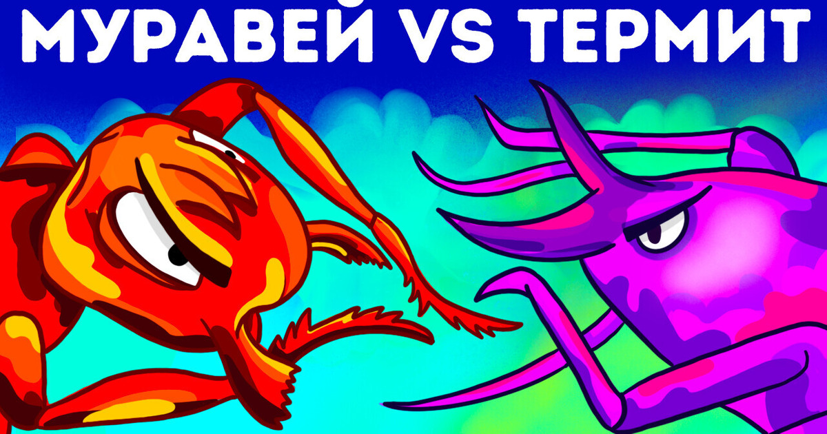 Когда муравей встречается с термитом, начинается эпическое сражение Когда муравей встречается с термитом, начинается эпическое сражение