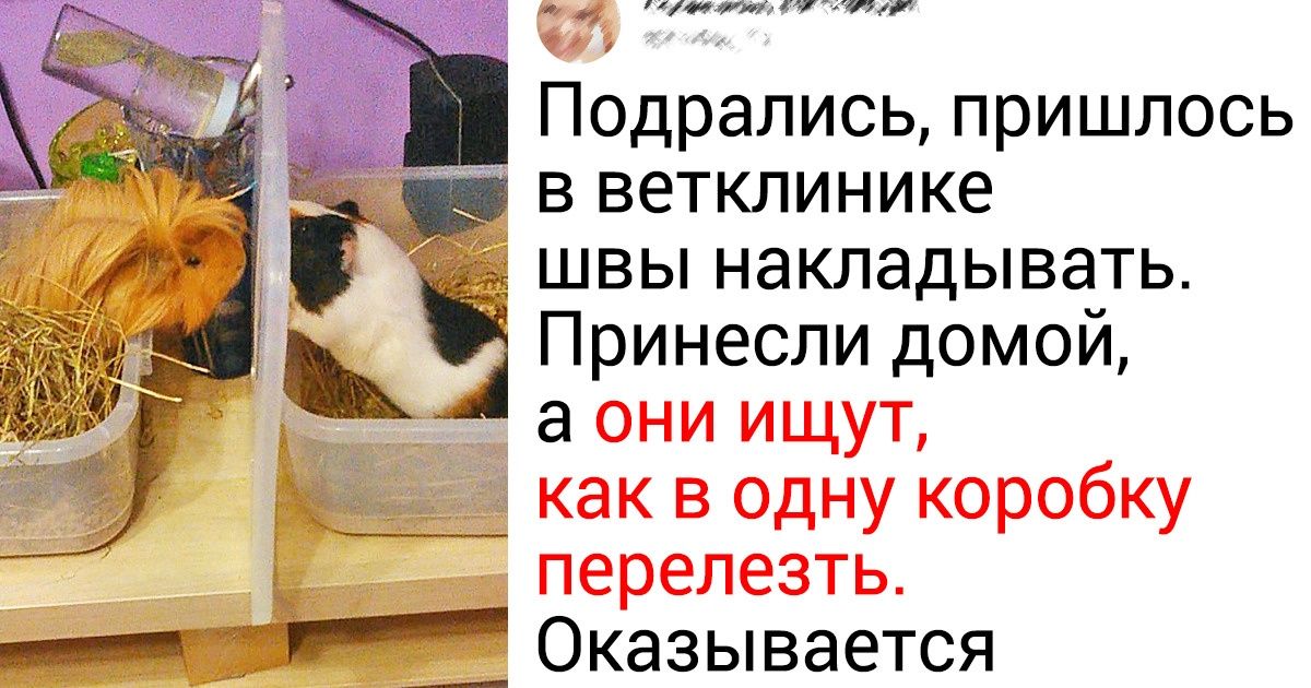 19+ фото, которые убедят вас в том, что морские свинки — это не только глазки-бусинки, но и 1 кг обаяния и сообразительности