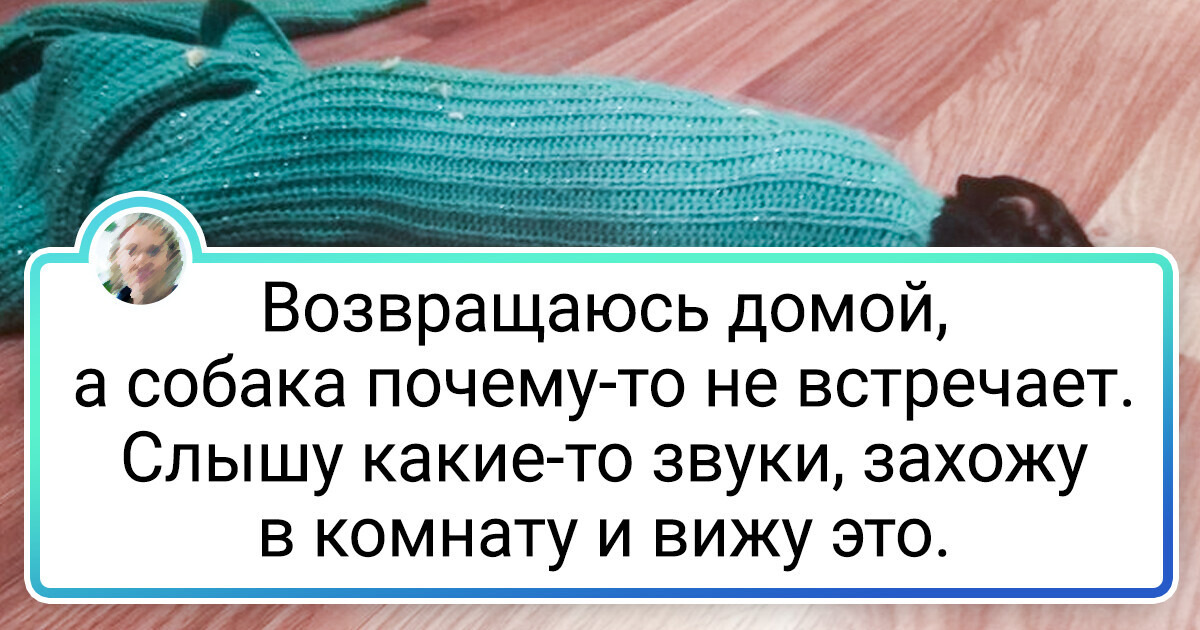 15+ пушистых дизайнеров, чьи идеи явно не были согласованы с владельцами