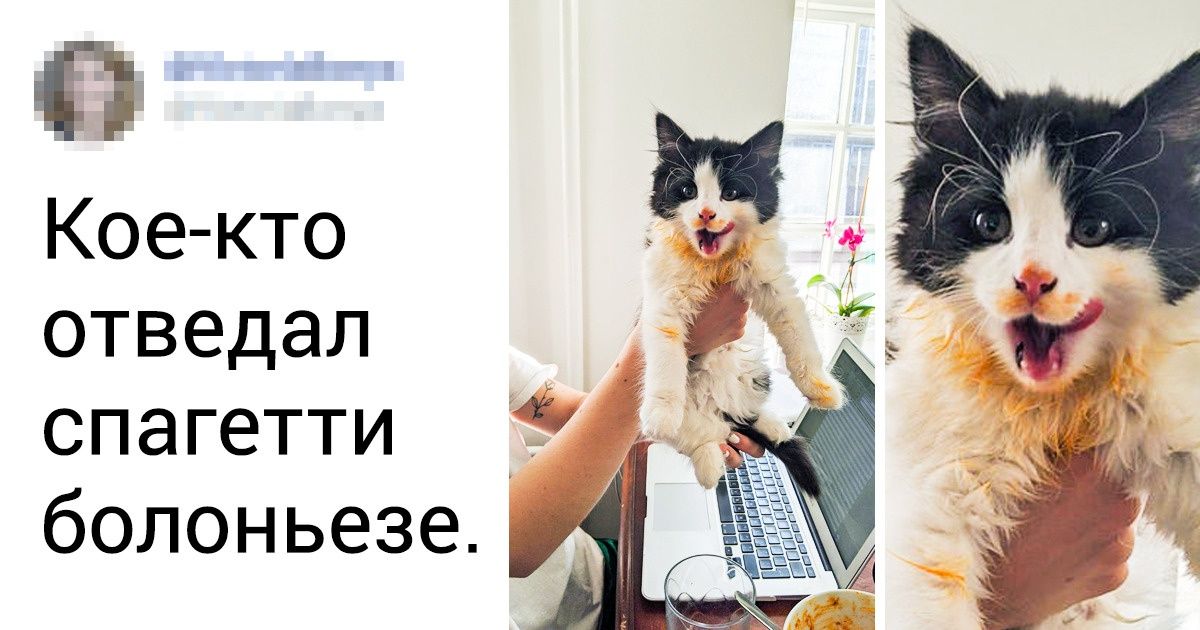 20+ мохнатых морд, которых хлебом не корми, дай напакостить (Хвостатые шкодники авторов AdMe.ru тоже тут)