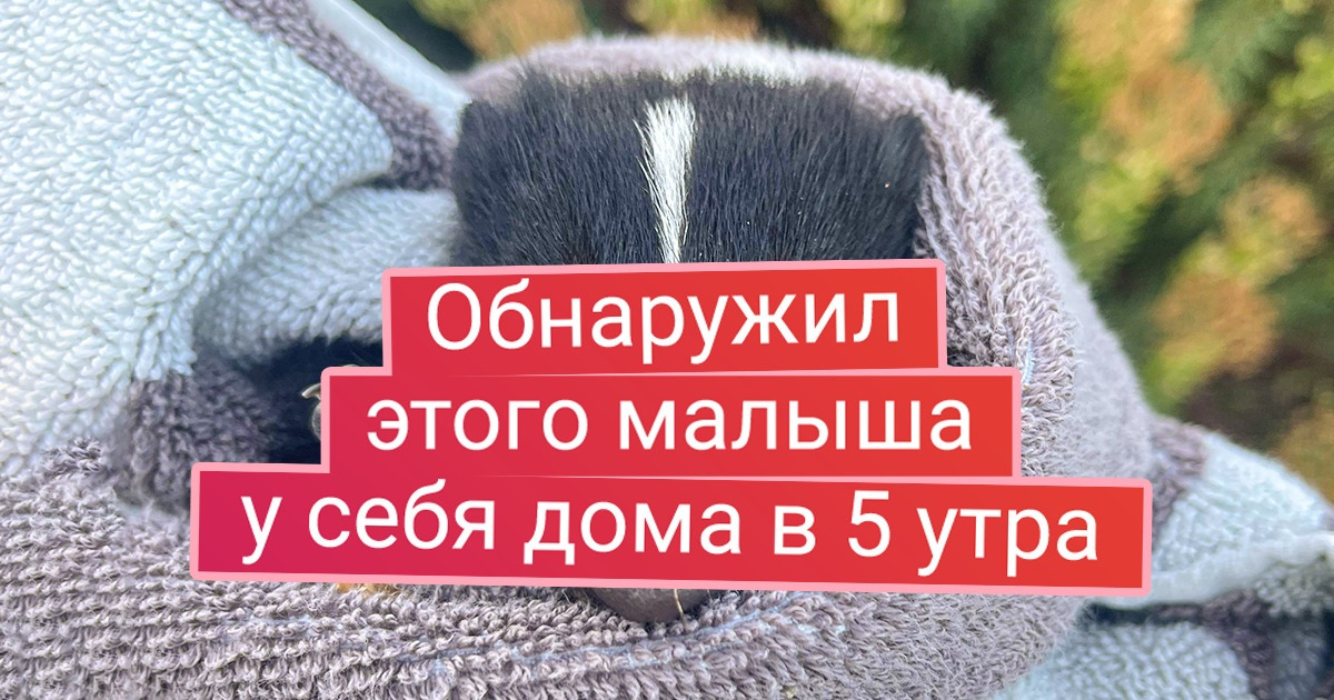 15 крошек, при взгляде на которых сердце сжимается от нежности