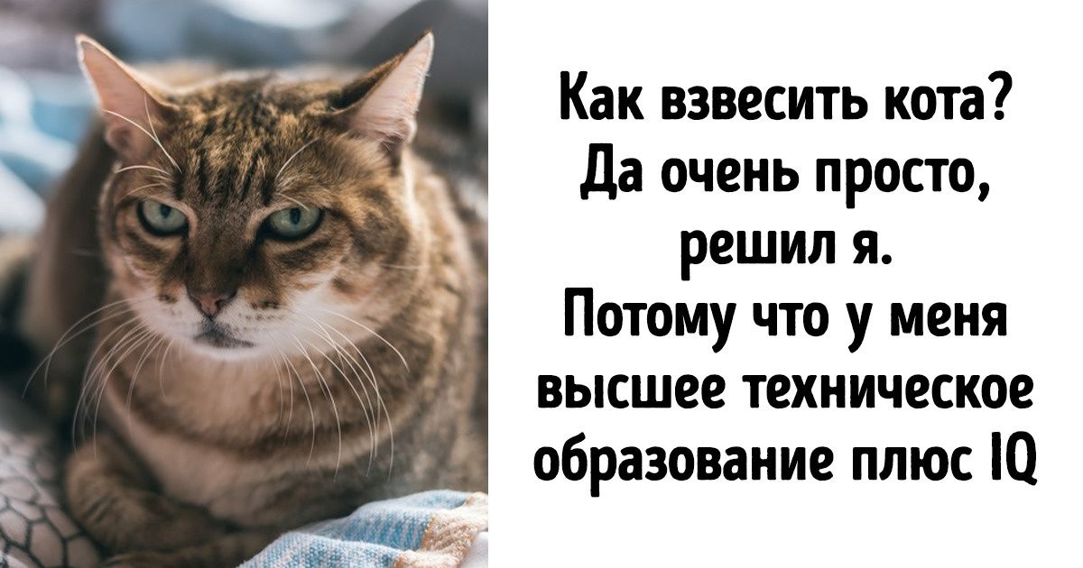 «Как взвесить кота». Ироничная история о том, как женская логика победила мужскую «Как взвесить кота». Ироничная история о том, как женская логика победила мужскую