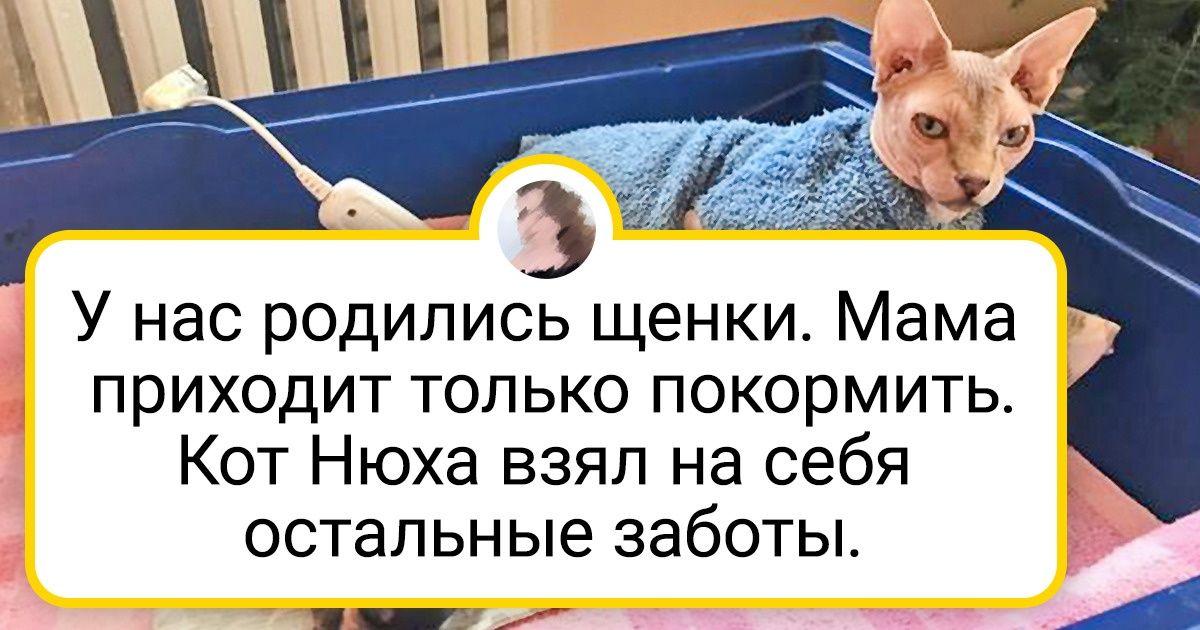 20+ примеров того, как кошки и собаки нашли друг в друге лучших друзей 20+ примеров того, как кошки и собаки нашли друг в друге лучших друзей