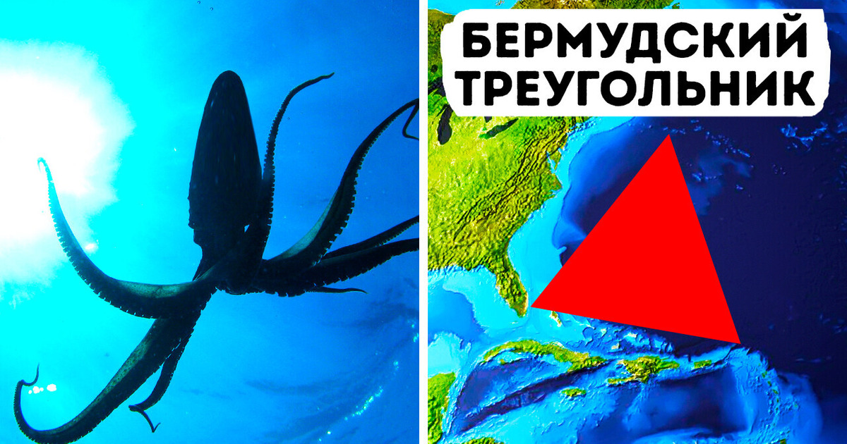 В Бермудском треугольнике могут скрываться гигантские кальмары!