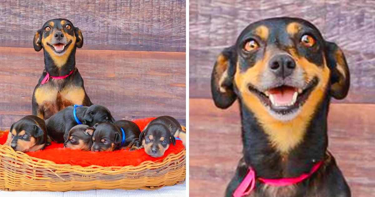 20 животных, которых так и распирает от родительской гордости 20 животных, которых так и распирает от родительской гордости