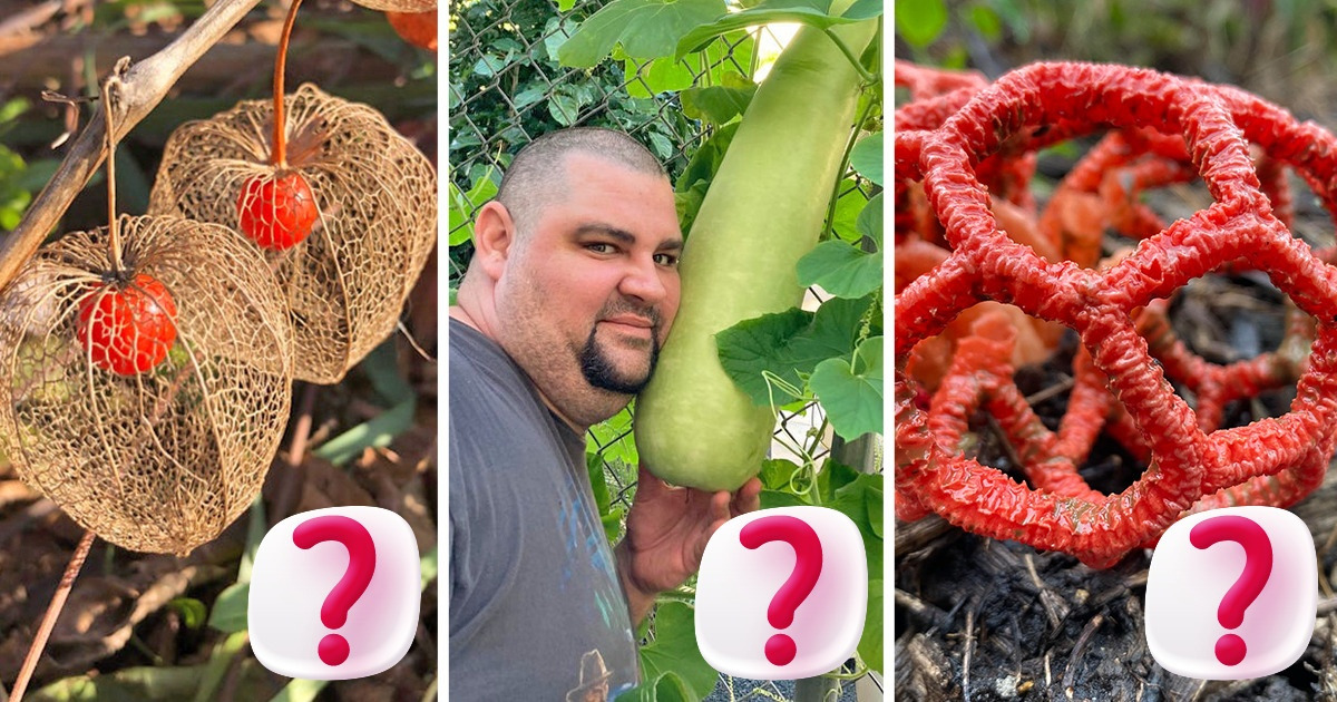 19 диковинных растений, над опознанием которых ломали голову всем интернетом