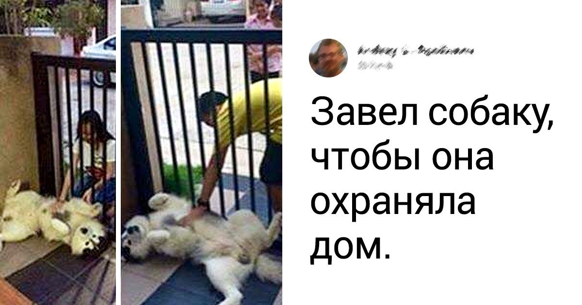 16 песиков, которые весь год пытались быть хорошими мальчиками. Но не всегда получалось