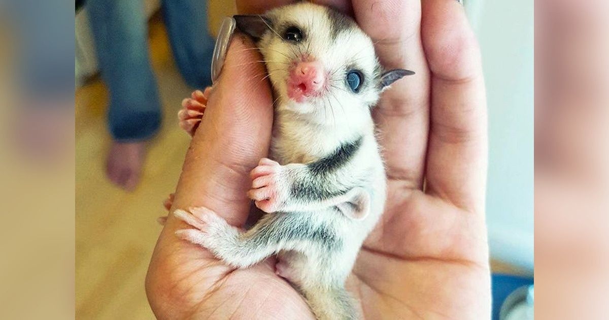 15+ реальных существ, которые сорвали куш в генетической лотерее