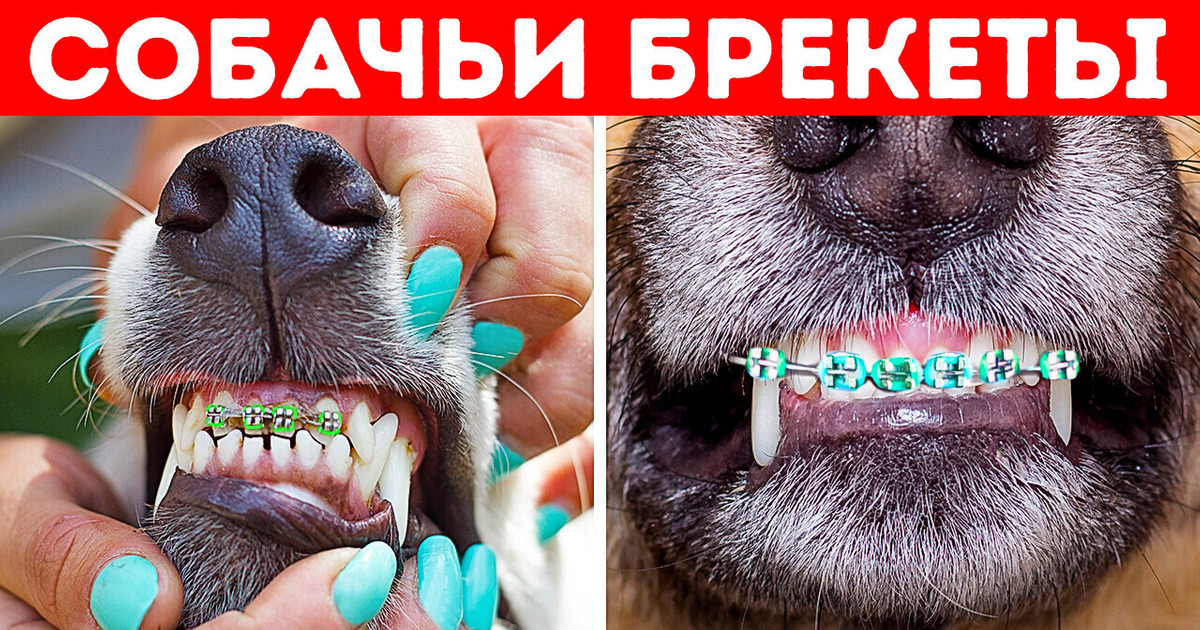 33 удивительных факта, о которых вы еще никогда не слышали