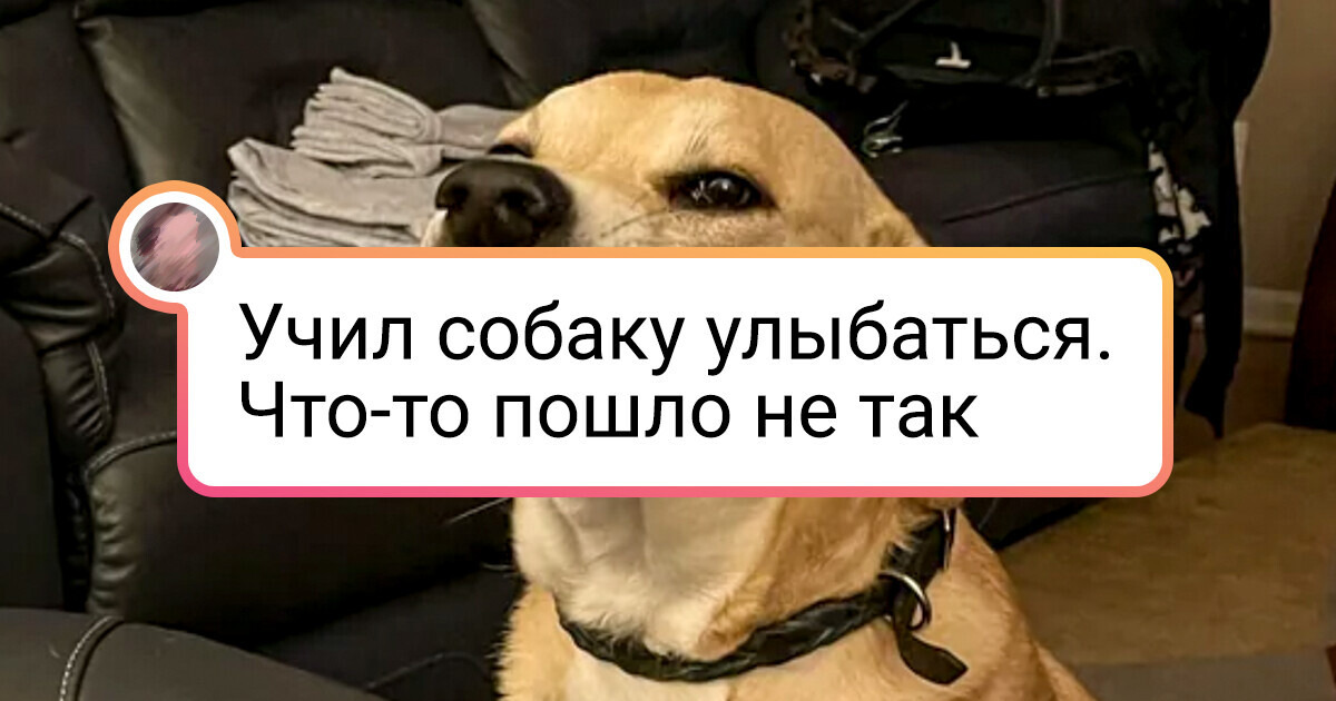 15 харизматичных питомцев, у которых изюма хватит на целый пирог