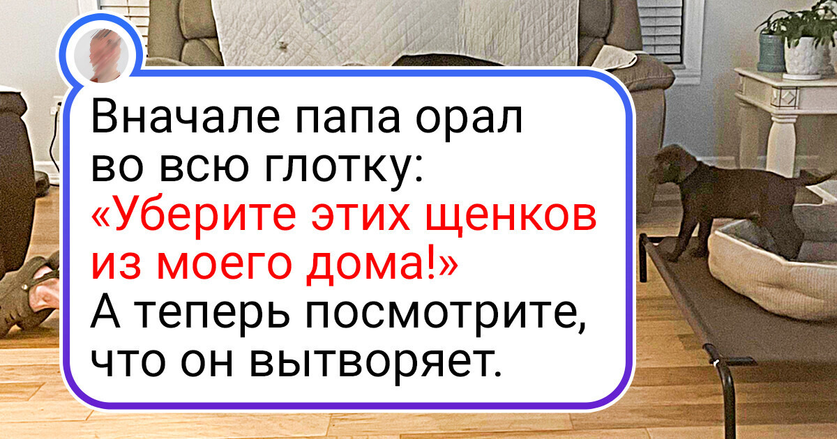 20+ питомцев, которые своими лапками протоптали себе дорожку к суровым мужским сердцам