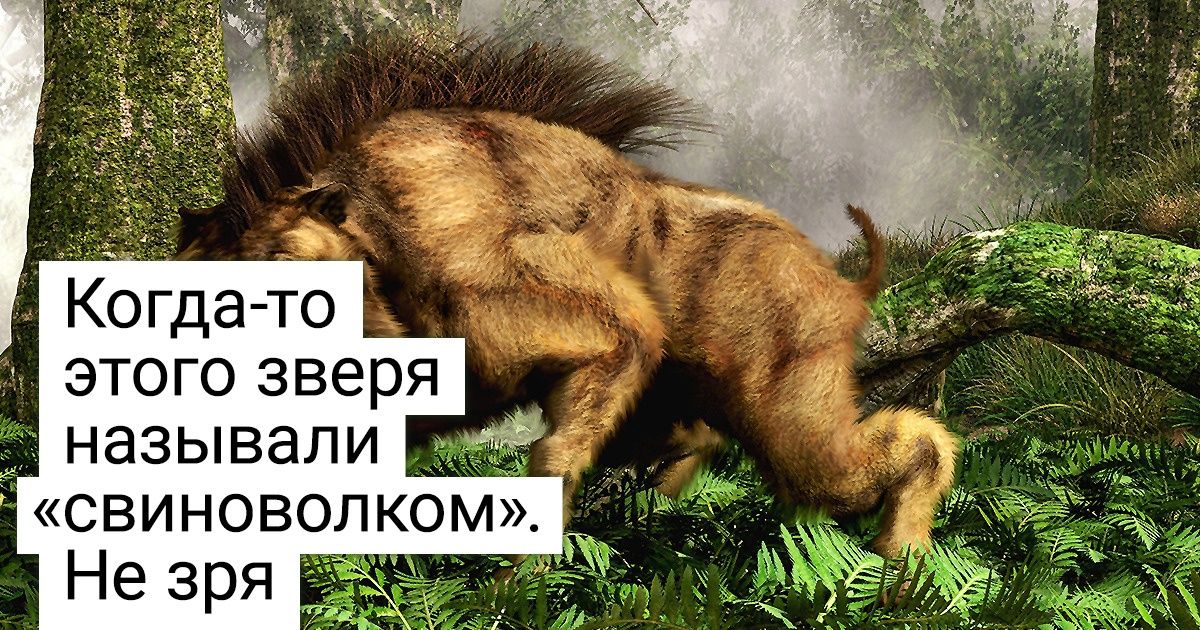 10 предков современных животных, при создании которых природа забыла об условностях 10 предков современных животных, при создании которых природа забыла об условностях