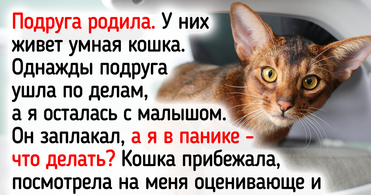 7 ласковых и добрых пород кошек, которых можно завести в семьи с детьми