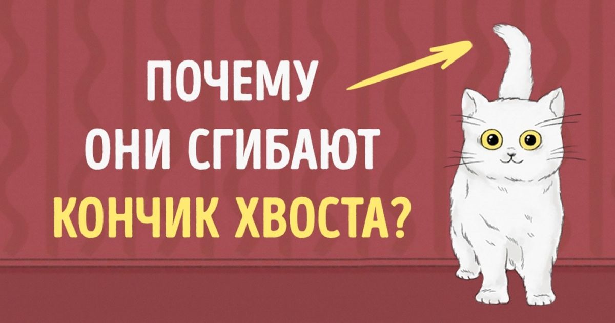 Веди кота. Это просто котик а могла быть ваша реклама.