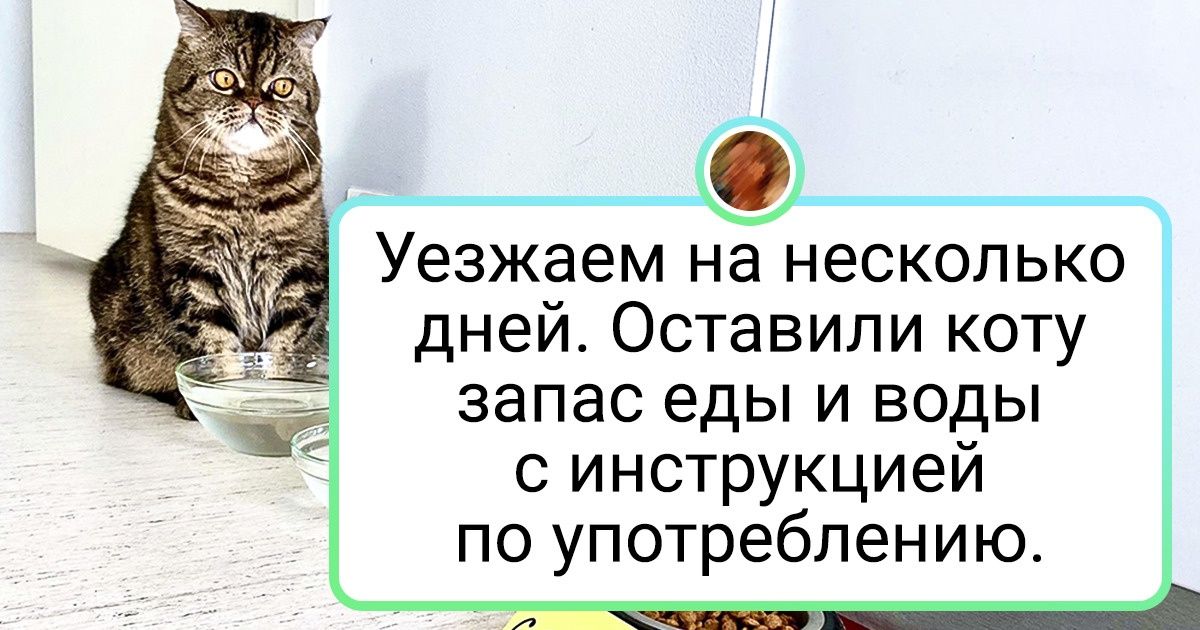 20+ человек, которые любят своих питомцев всеми фибрами души 20+ человек, которые любят своих питомцев всеми фибрами души