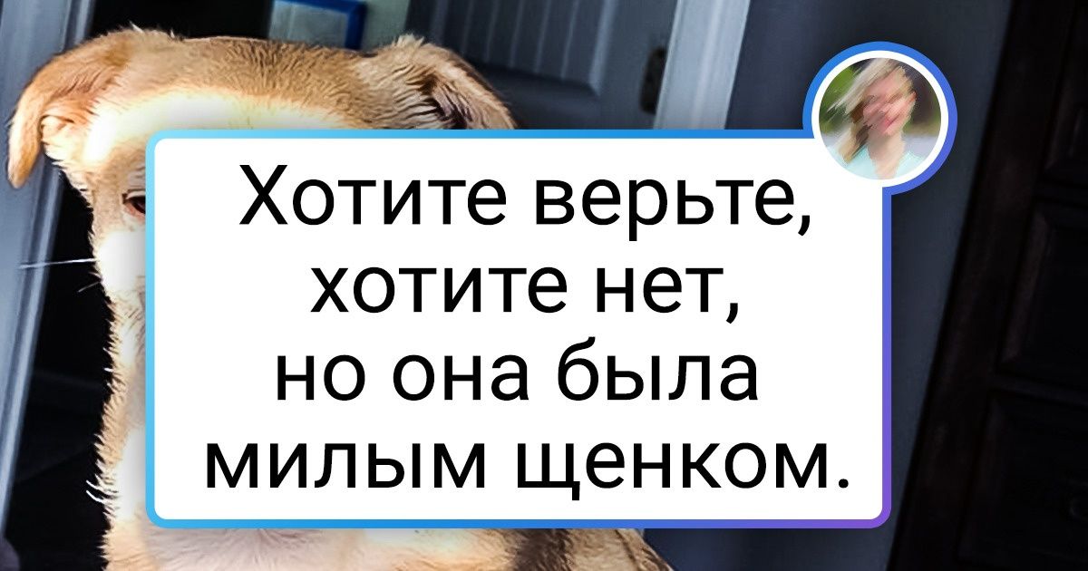 19 человек, которые завели себе обычного питомца, но потом что-то пошло не так 19 человек, которые завели себе обычного питомца, но потом что-то пошло не так