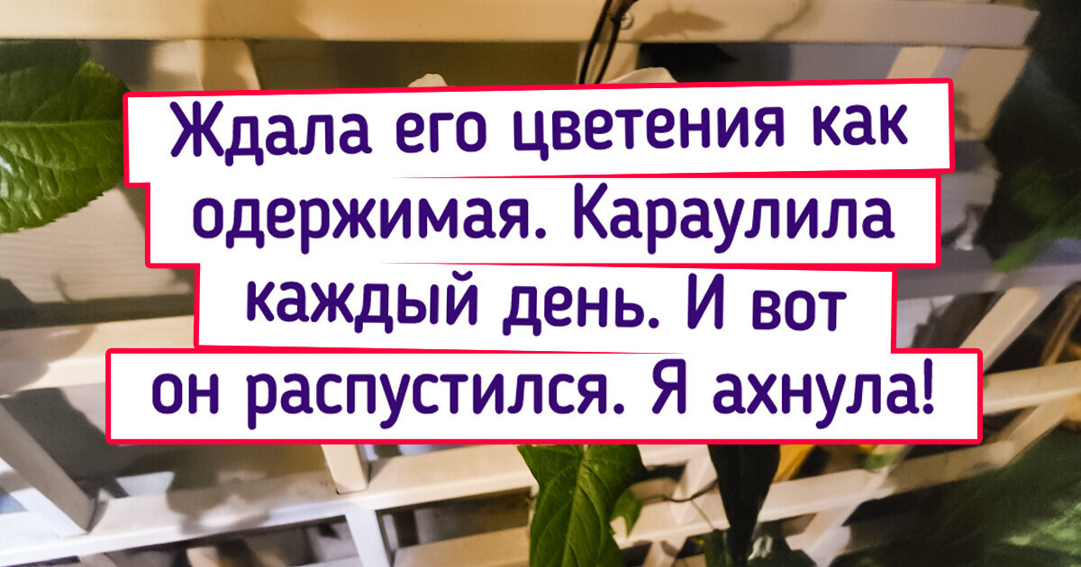 16 растений, которые цветут так, что с первого взгляда очаровывают 16 растений, которые цветут так, что с первого взгляда очаровывают
