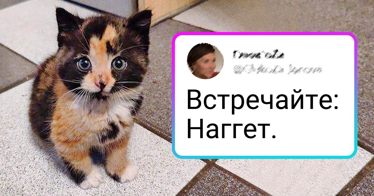 20+ маленьких животных, которые поднимут ваше настроение даже в самый хмурый день 20+ маленьких животных, которые поднимут ваше настроение даже в самый хмурый день