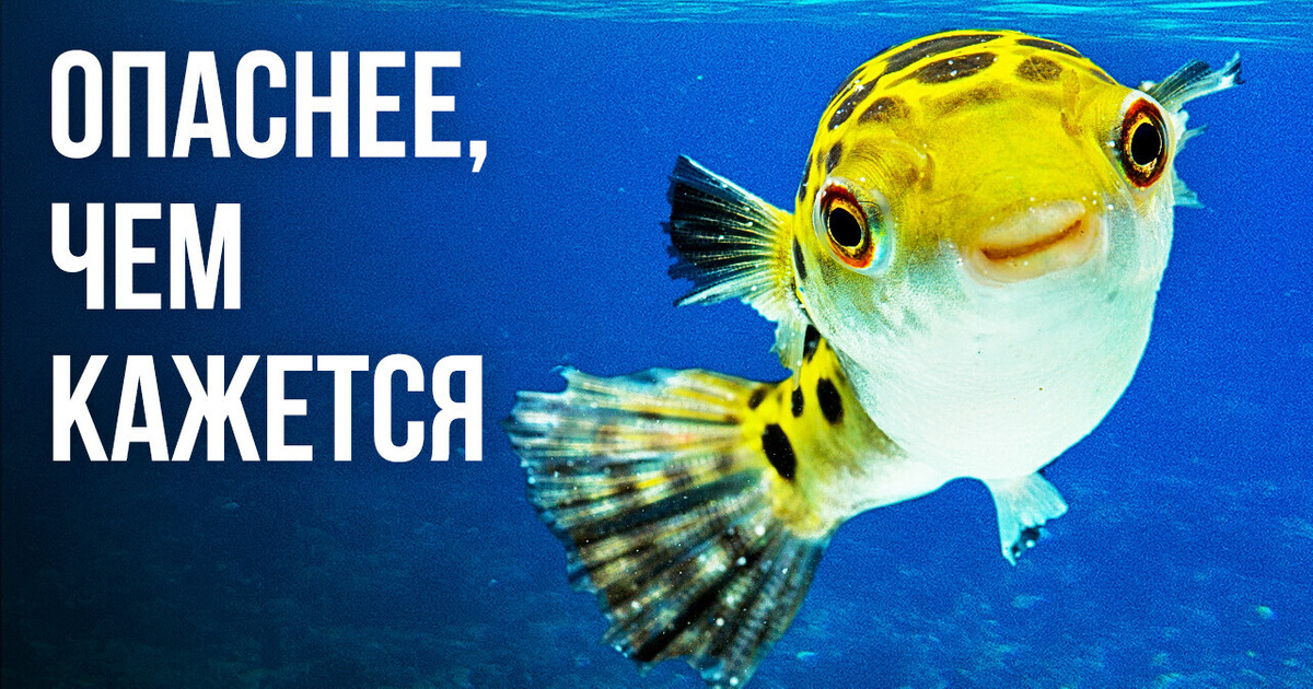 3 самых ядовитых подводных существа в мире 3 самых ядовитых подводных существа в мире