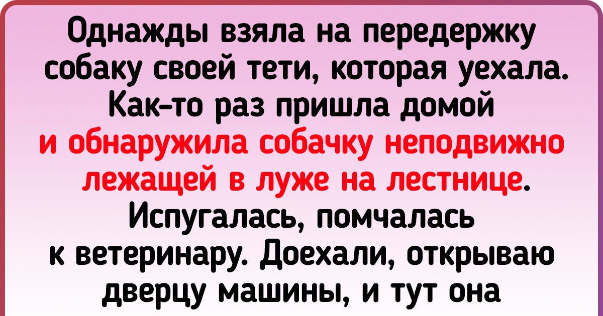 16 человек поведали о том, как питомцы обвели их вокруг пальца и даже глазом не моргнули 16 человек поведали о том, как питомцы обвели их вокруг пальца и даже глазом не моргнули