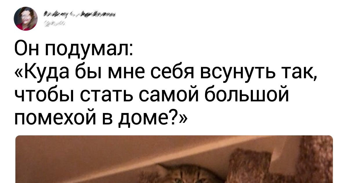 15 наглых морд, которых пора арестовать за их проделки. Но мы их все равно любим 15 наглых морд, которых пора арестовать за их проделки. Но мы их все равно любим