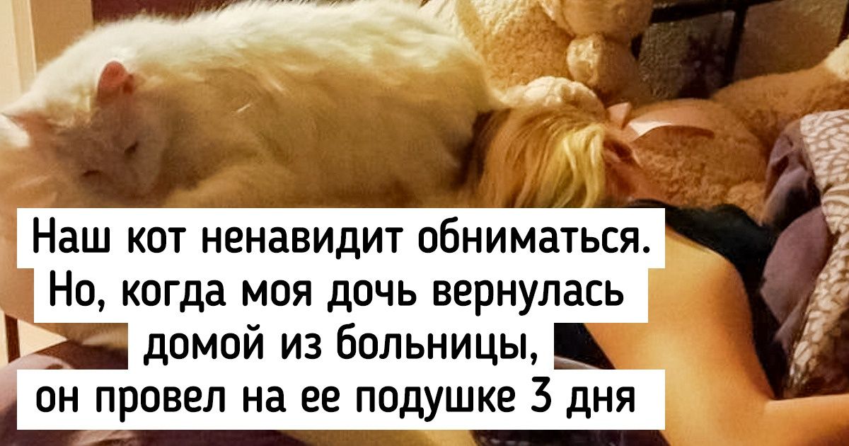18 фото, которые нужно каждый раз показывать всем, кто говорит, что кошки не такие преданные, как собаки
