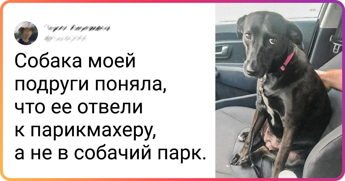 15+ животных, которые понаблюдали за хозяевами и возмутительно очеловечились